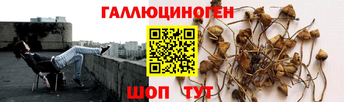 Новошахтинск  Галлюциногенные грибы мицелий  Вход с VPN 